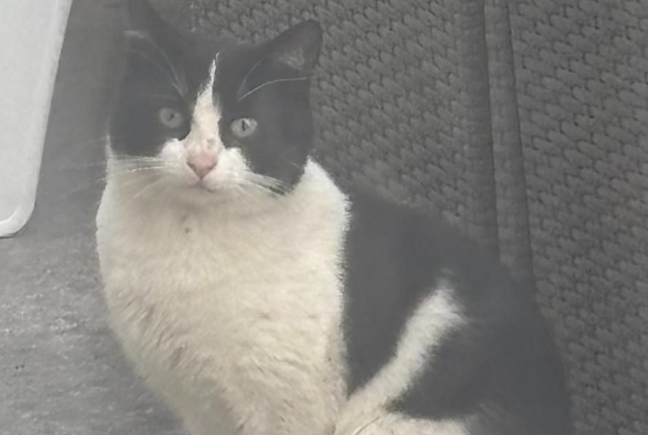 Discovery alert Cat miscegenation  Male Plouëc-du-Trieux France
