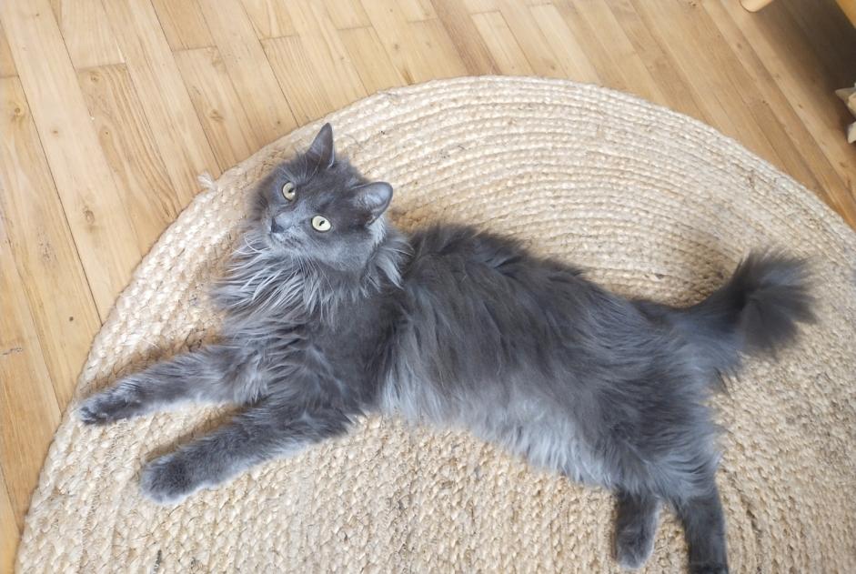 Disappearance alert Cat miscegenation  Female , 2 years Saint-Maurice-l'Exil France