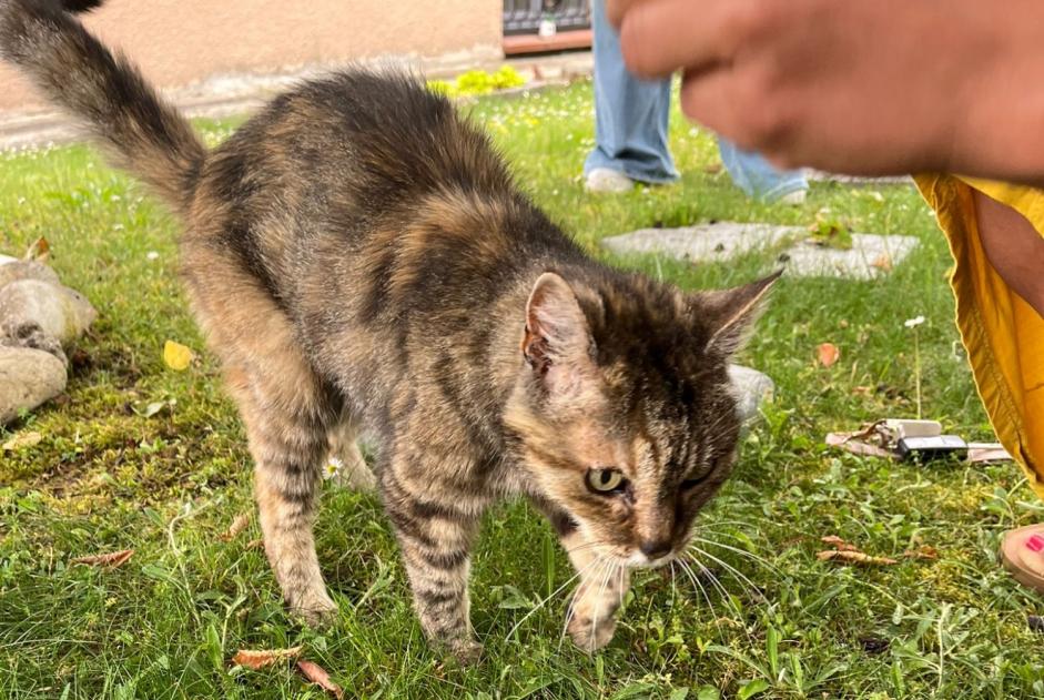 Discovery alert Cat Female Auzielle France