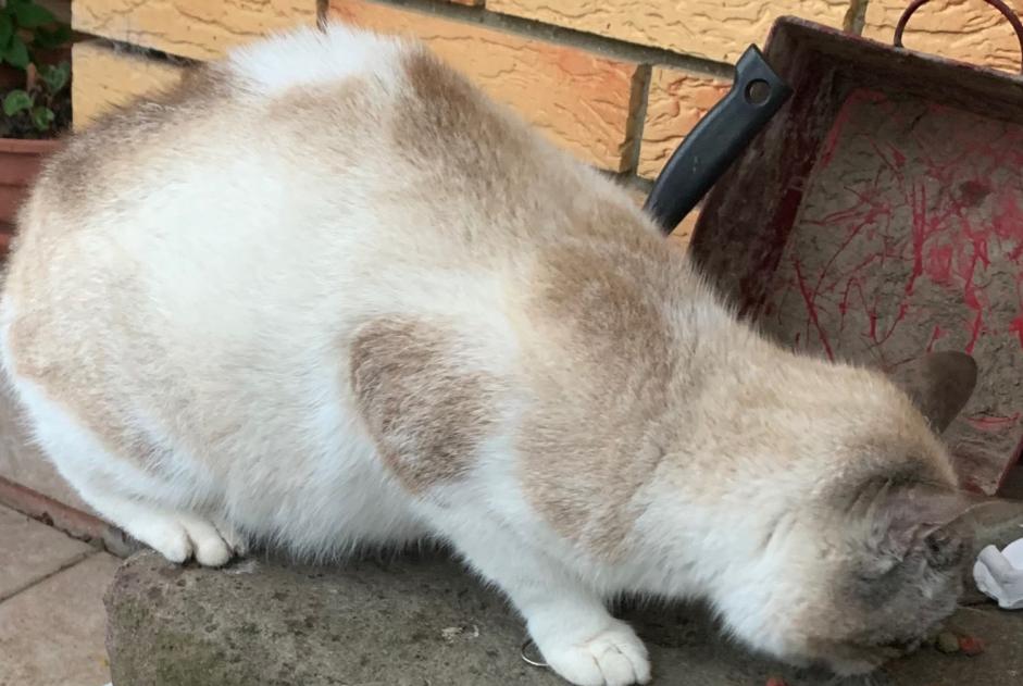 Discovery alert Cat Female Puchevillers France