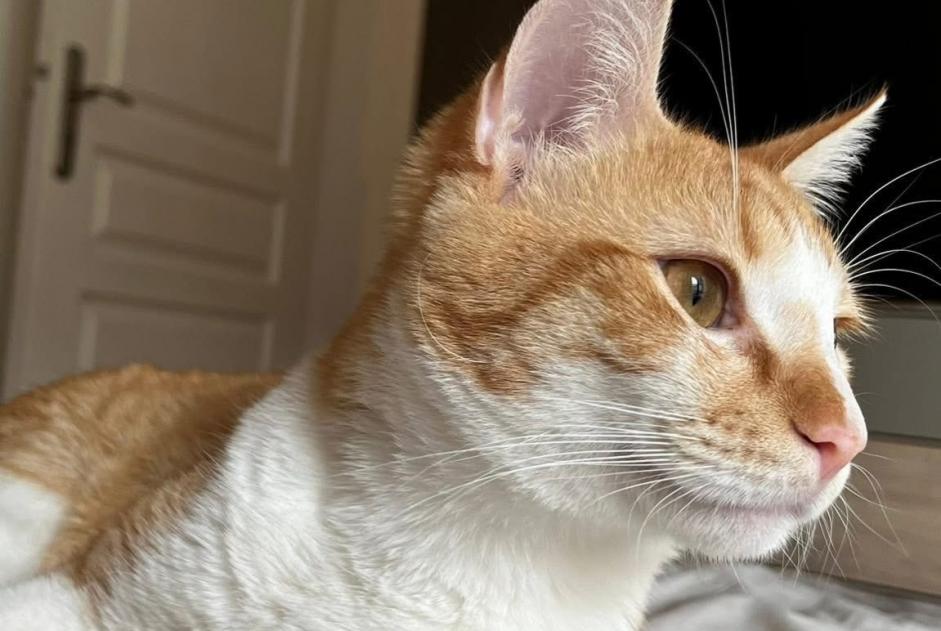 Disappearance alert Cat Male , 3 years Wissous France