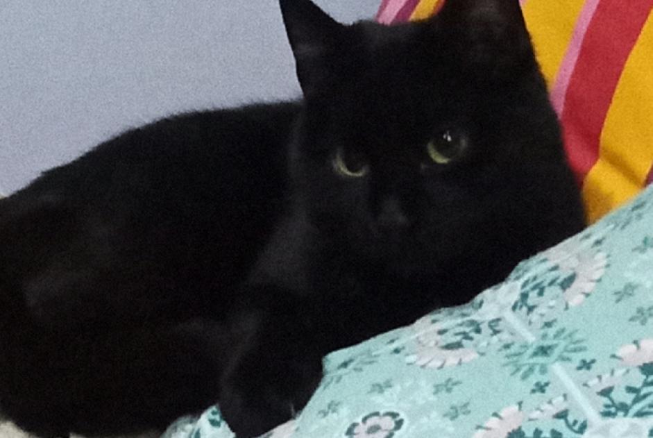 Discovery alert Cat miscegenation  Female Saint-Maurice France