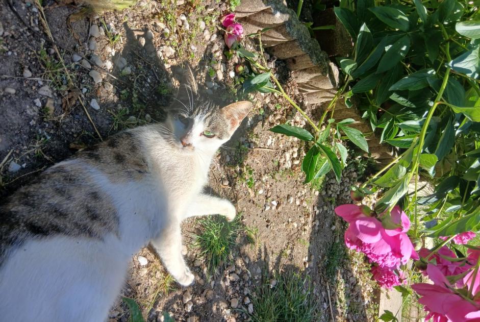 Disappearance alert Cat miscegenation  Female , 1 years Tours France