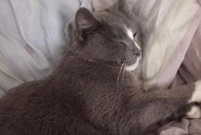 Disappearance alert Cat Female , 8 years Port-Vendres France