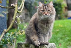 Disappearance alert Cat Female , 6 years Savonnières France