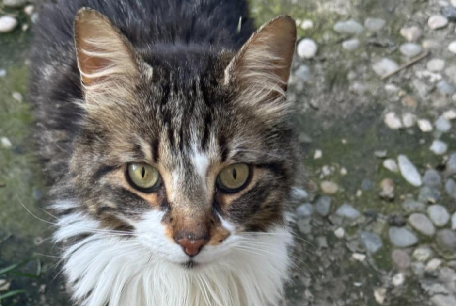 Disappearance alert Cat miscegenation  Male , 7 years Bédarrides France