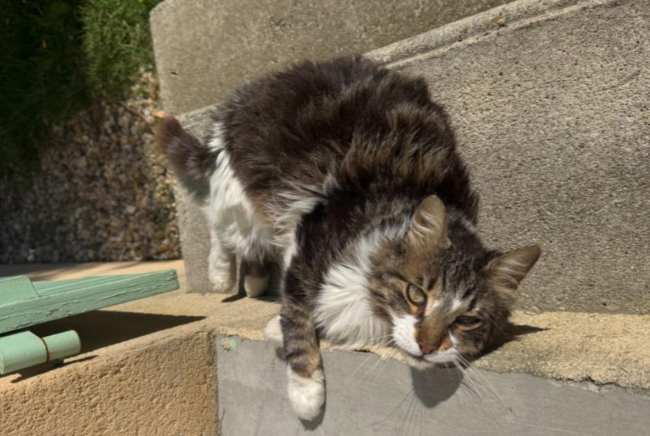 Disappearance alert Cat miscegenation  Male , 7 years Bédarrides France