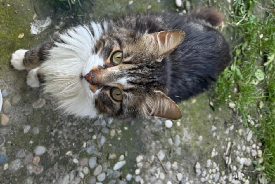 Disappearance alert Cat miscegenation  Male , 7 years Bédarrides France