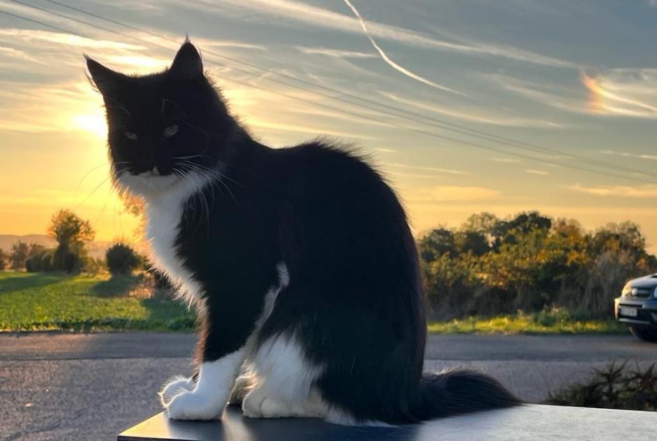 Disappearance alert Cat  Female , 2 years Écot France