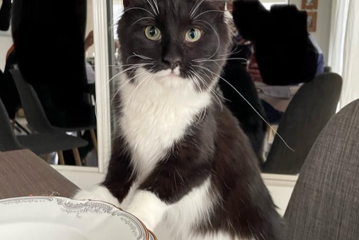 Disappearance alert Cat  Female , 2 years Écot France