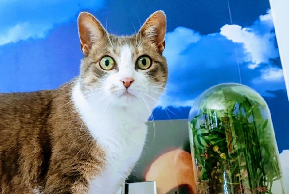 Disappearance alert Cat  Female , 9 years Athis-Mons France