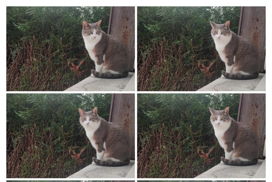 Disappearance alert Cat  Female , 9 years Athis-Mons France