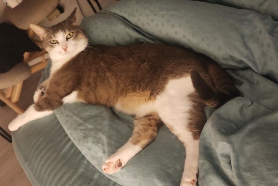 Disappearance alert Cat  Female , 9 years Athis-Mons France