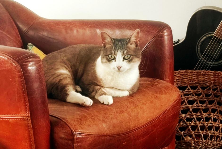 Disappearance alert Cat  Female , 9 years Athis-Mons France