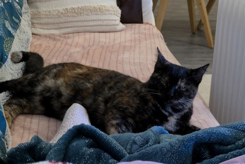 Disappearance alert Cat miscegenation  Female , 1 years La Roche-sur-Yon France