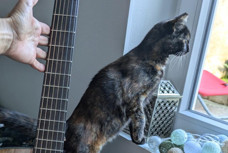 Disappearance alert Cat miscegenation  Female , 1 years La Roche-sur-Yon France