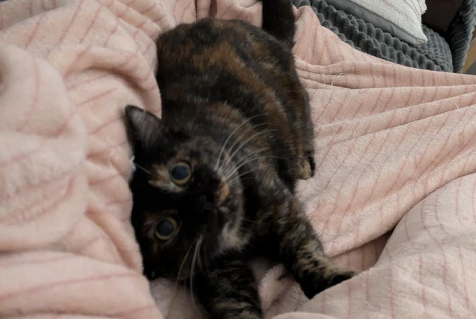 Disappearance alert Cat miscegenation  Female , 1 years La Roche-sur-Yon France