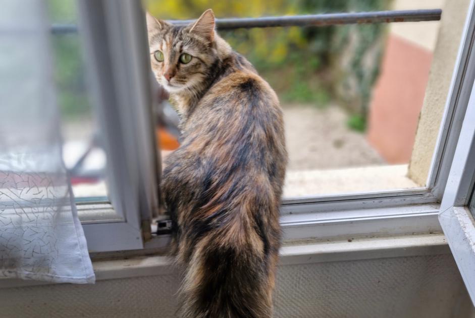 Discovery alert Cat miscegenation  Female , 2 years Bourg-en-Bresse France