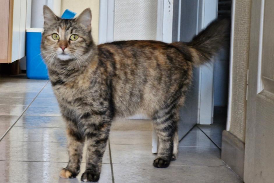 Discovery alert Cat miscegenation  Female , 2 years Bourg-en-Bresse France