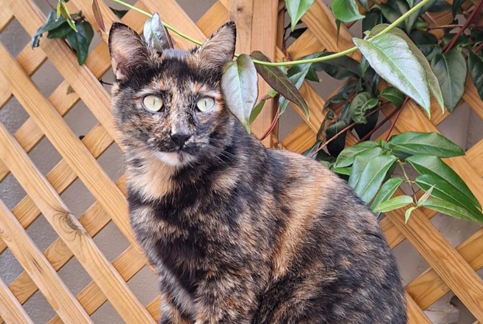 Disappearance alert Cat Female , 3 years Romagnat France