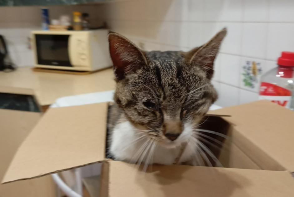 Discovery alert Cat miscegenation  Unknown L'Isle-d'Espagnac France