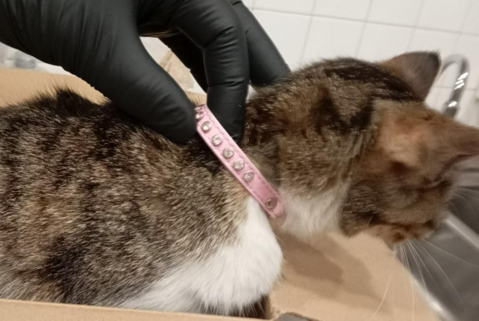 Discovery alert Cat miscegenation  Unknown L'Isle-d'Espagnac France