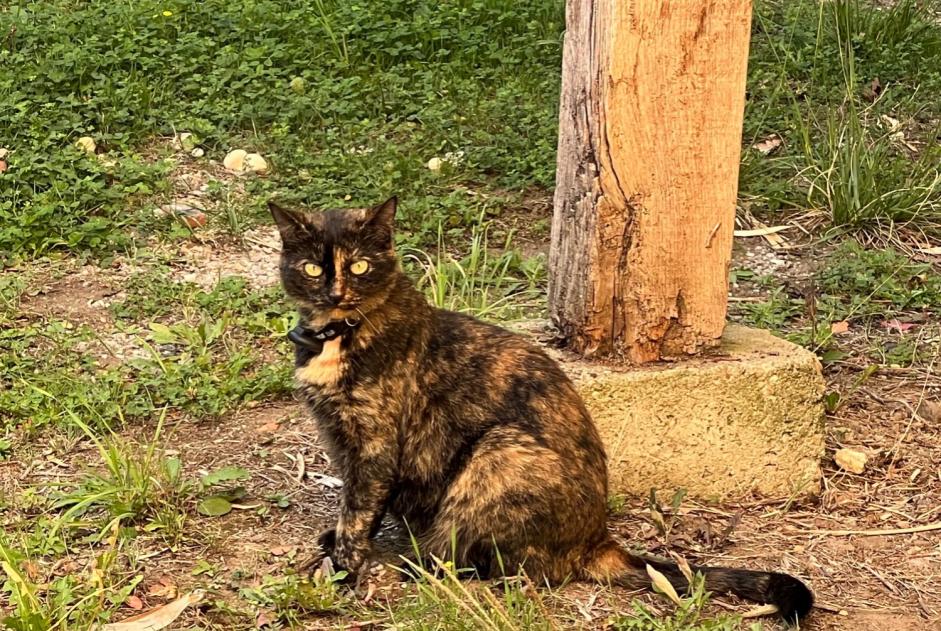 Disappearance alert Cat Female , 9 years Saint-Junien France