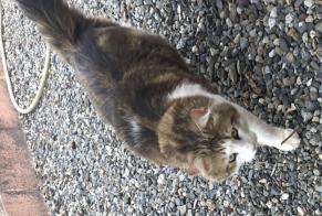 Disappearance alert Cat miscegenation  Male , 3 years Lherm France