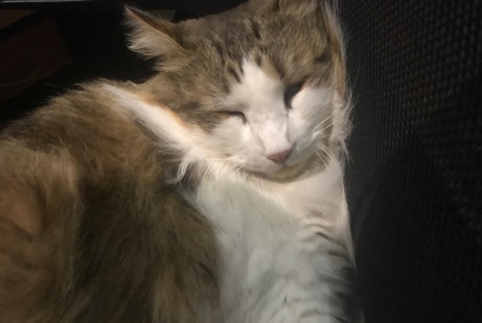 Disappearance alert Cat miscegenation  Male , 3 years Lherm France