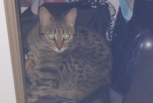 Disappearance alert Cat Female , 5 years Gardanne France