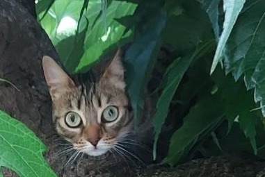 Disappearance alert Cat Female , 5 years Gardanne France