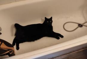 Disappearance alert Cat Male , 4 years Passy France