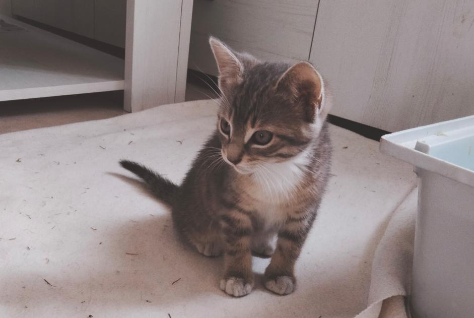 Discovery alert Cat Unknown Porcheville France