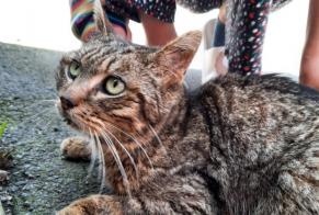 Discovery alert Cat Female Bécherel France