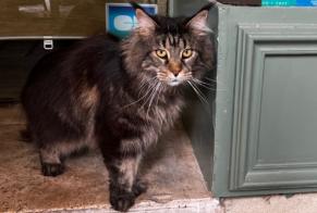 Discovery alert Cat Female Orange France