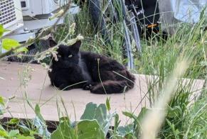 Discovery alert Cat Male Lardiers France