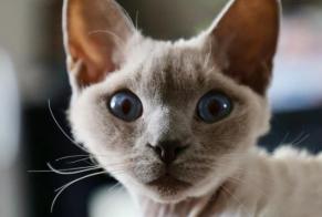 Disappearance alert Cat  Male , 3 years Pusignan France