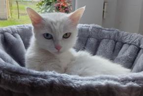 Disappearance alert Cat Female , 9 years Salbris France
