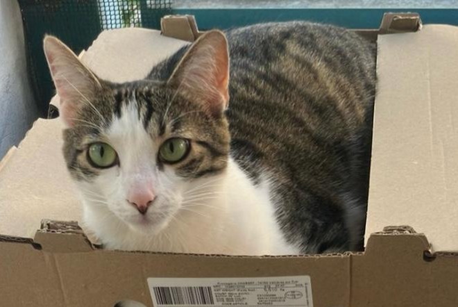 Disappearance alert Cat Female , 4 years Barberaz France