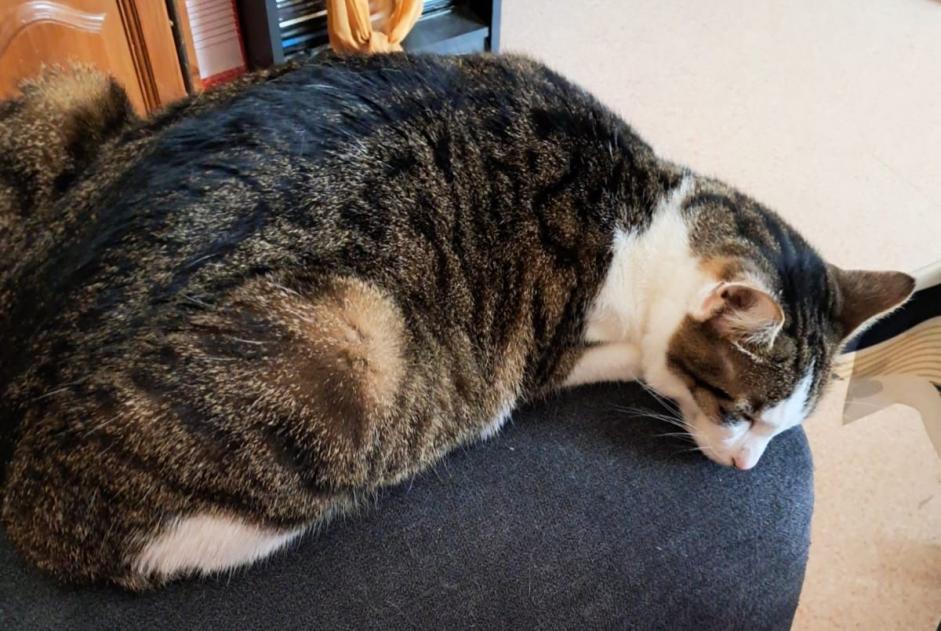 Disappearance alert Cat Female , 4 years Barberaz France