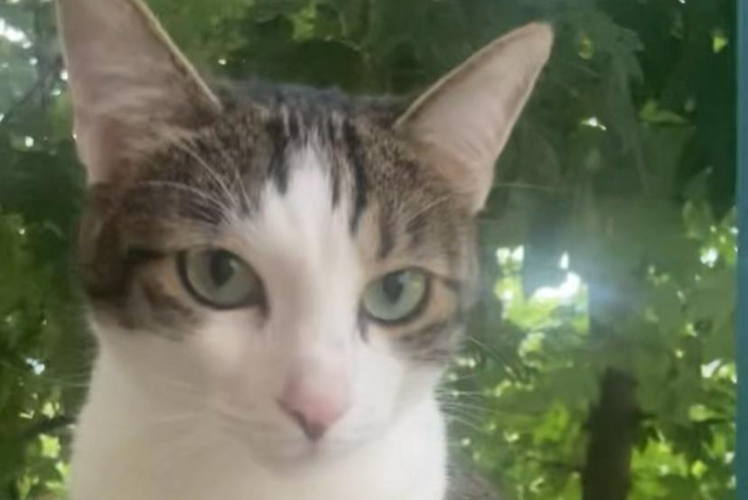 Disappearance alert Cat Female , 4 years Barberaz France