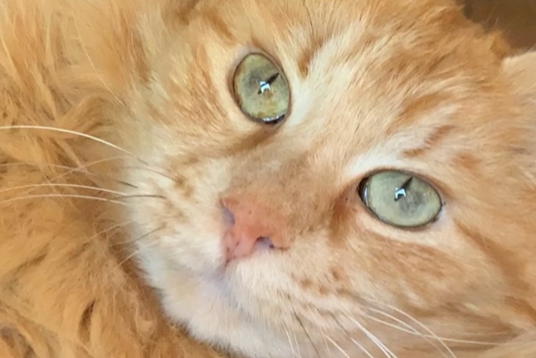 Disappearance alert Cat Male , 14 years Auradé France
