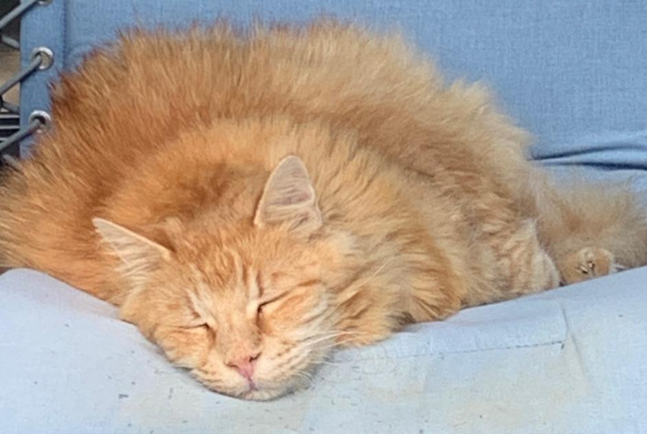 Disappearance alert Cat Male , 14 years Auradé France