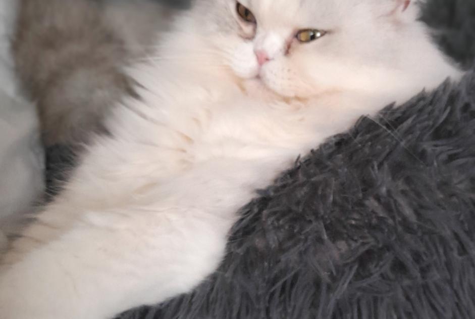 Disappearance alert Cat  Male , 4 years Andrézieux-Bouthéon France
