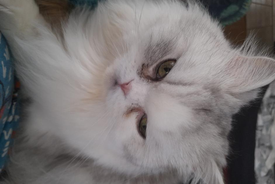 Disappearance alert Cat  Male , 4 years Andrézieux-Bouthéon France