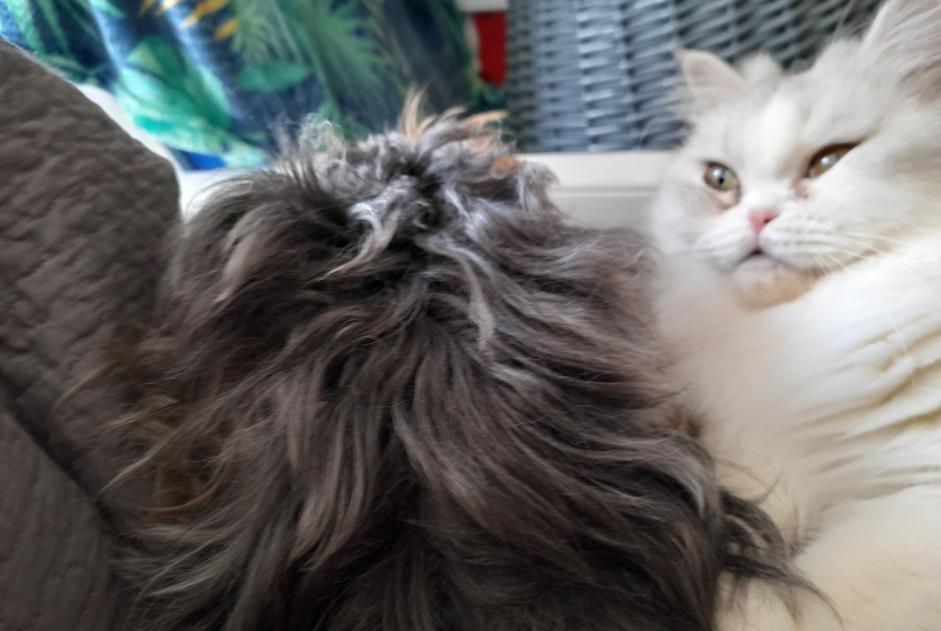Disappearance alert Cat  Male , 4 years Andrézieux-Bouthéon France