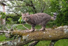 Disappearance alert Cat Female , 8 years Cailloux-sur-Fontaines France
