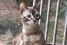 Disappearance alert Cat  Male , 2 years Soisy-sous-Montmorency France