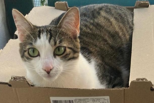 Disappearance alert Cat Female , 4 years Barberaz France