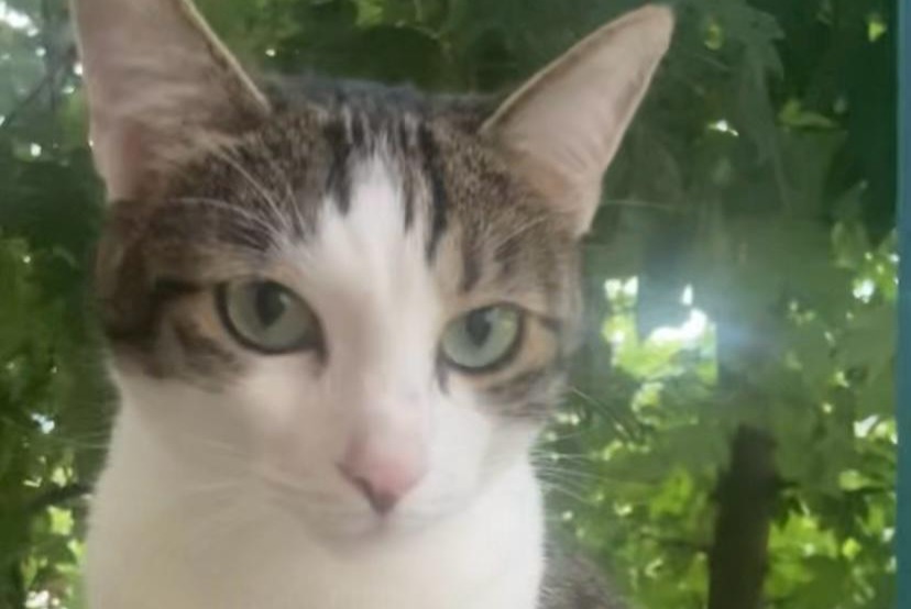 Disappearance alert Cat Female , 4 years Barberaz France